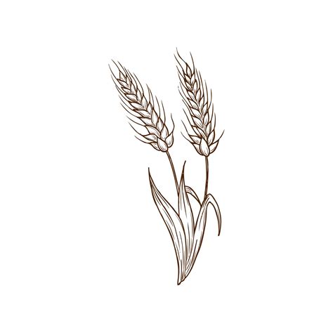 Wheat Sketch