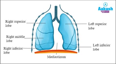 Human Respiratory System in Biology: Definition, Types and Importance ...