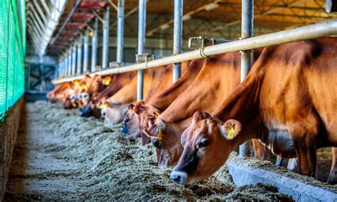 Animal Food 的图像结果