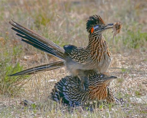 Greater Roadrunners...By Artist Unknown... | Death valley national park ...