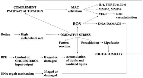 Genetic Aspects of Age-Related Macular Degeneration and Their Therapeutic Potential