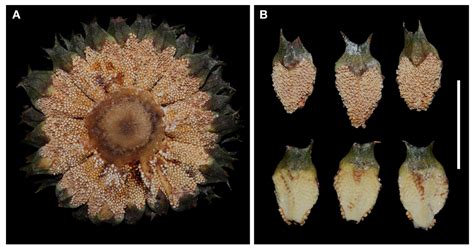 Ceratozamia schiblii (Zamiaceae): A New Cycad Species from the Eastern ...