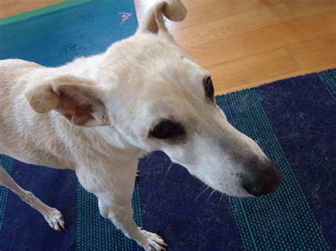 Galen Myotherapy: A Game-Changer for Senior Dogs (Real-Life Review ...