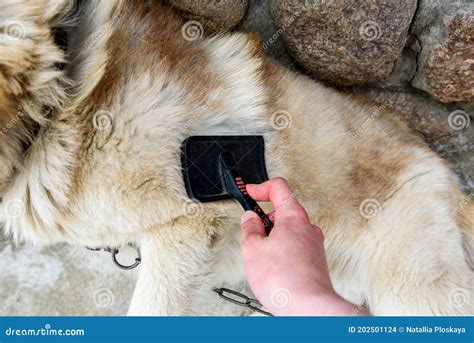 Shedding Dogs. Concept of Spring Moulting Dogs Stock Photo - Image of ...