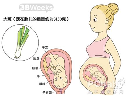 【大图】怀孕图解胎儿38周_怀孕31-40周图解_科普图库_太平洋亲子网