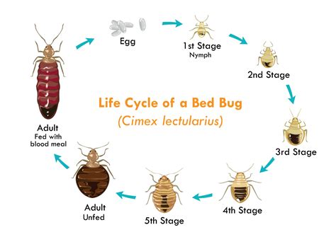 Stink Bugs vs Bed Bugs: How To Tell The Difference - Pest Control Gurus