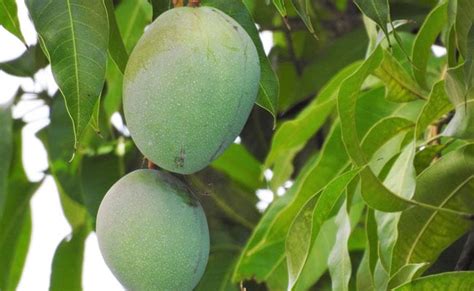 Diabetes में आम के पत्ते खाना हो सकता है फायदेमंद, बस एक बार जान लें ...