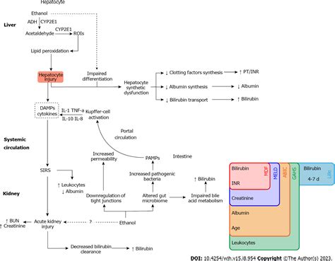 Prognostic and diagnostic scoring models in acute alcohol-associated ...