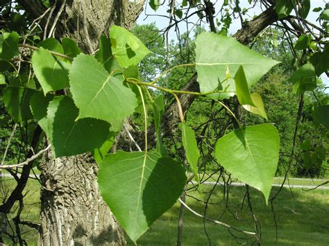 eastern cottonwood – Woody Plants of Ohio