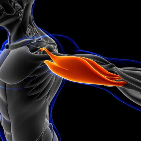 Upper Arm Muscle Strain Treatment Shoulder Bursitis: What It Is,