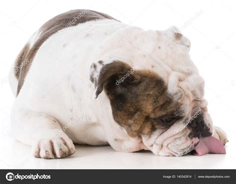 Dog licking the floor — Stock Photo © willeecole #140342814