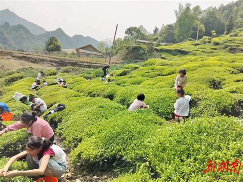 湖南常宁：春分时节采茶忙-人民图片网