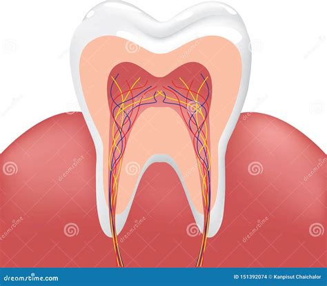 Tooth Gums Illustration Cartoon Vector | CartoonDealer.com #221380965