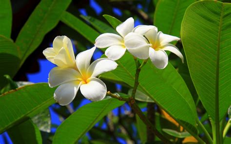 🔥 [50+] Tropical Flowers Wallpapers | WallpaperSafari