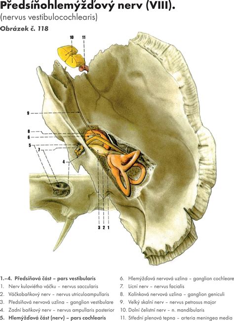 Základy anatomie - nervový systém a čivy | Fakulta sportovních studií ...