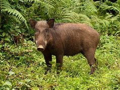 Image result for Japanese Boar