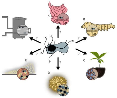 IJMS | Special Issue : Bacterial Endospores: Stress Resistance and ...