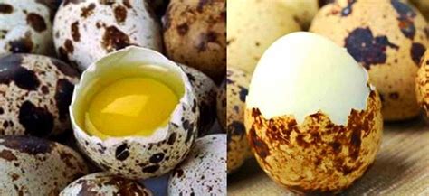 manfaat telur puyuh