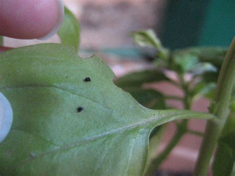What's eating my basil and how do I make it stop? (growing, bugs) - Garden -Trees, Grass, Lawn ...