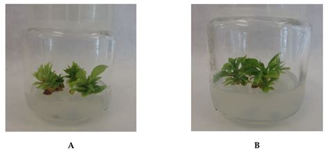 Schisandra rubriflora Plant Material and In Vitro Microshoot Cultures ...