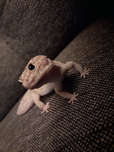 Bump on upper lip : r/leopardgeckos