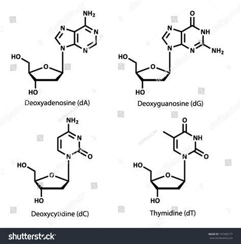 Dna Building Block Structures (Deoxynucleosides). Chemical Structures ...