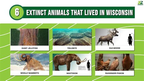 Most Common Animals In Wisconsin at Ronald Kinney blog