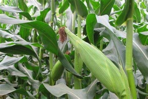 玉米滴灌施肥方案 施肥技术及用量_植物博士