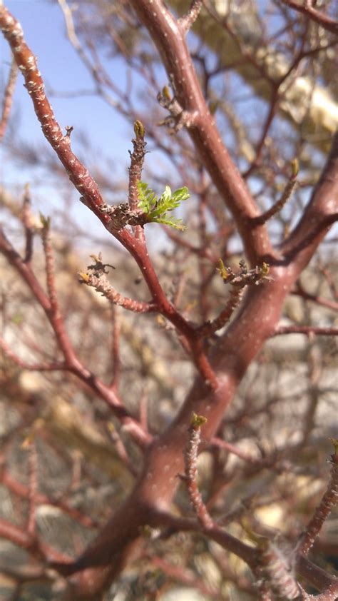 ELEPHANT TREES TRAIL (2026) All You Need to Know BEFORE You Go (with ...