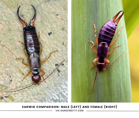 9 Ways to Prevent and Get Rid of Earwigs—For Good - Garden Betty