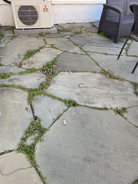 What is the best way to get rid of these weeds? I spent all season ...