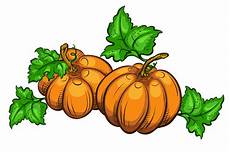 Pumpkin Clipart Free by Thanksgiving Pumpkin Clipart 20 Free Cliparts Pumpkin Clipart Free