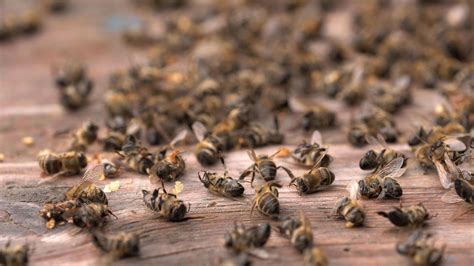 How Long Do Bees Live? | EcoGuard Pest Management