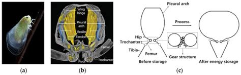 Bionic Design of a Miniature Jumping Robot