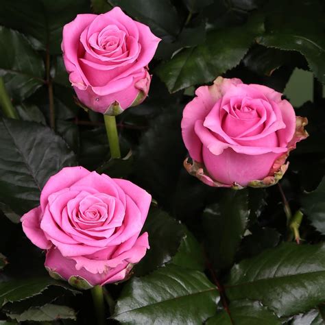 Charlotte® | Rosen Tantau