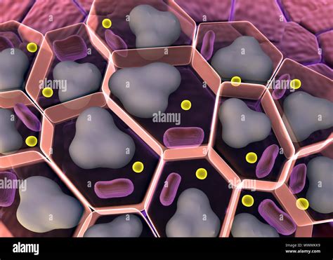 Cell Type 的图像结果