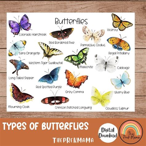 Types Of Butterflies Poster at Rita Skelley blog