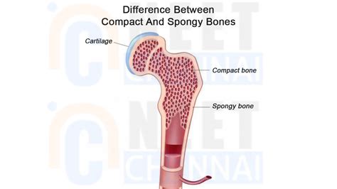 Compact vs Spongy Bone: A Detailed Evaluation - Neet Chennai