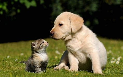 Free Cute Dog and Cat Wallpaper HD
