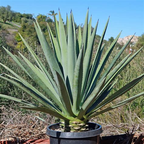 Shop Blue agave 'Tequila Plant' Agave Tequilana - Care and Info ...