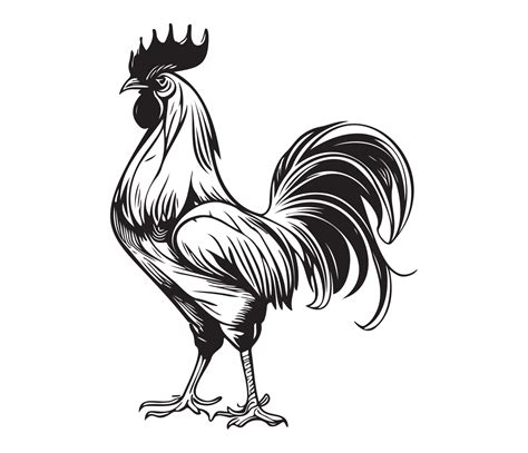 Chicken cock Rooster, Chickens roosters, Farm Animal illustration ...