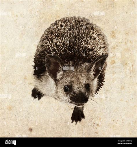 Digitally enhanced image of a long-eared hedgehog (Hemiechinus auritus ...