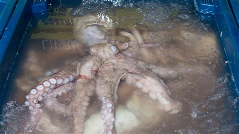 Octopus Farms: Washington State Bans, California Introduces Legislation
