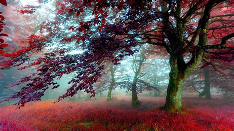 Nature Wallpaper - High Definition, High Resolution HD Wallpapers : High Definition, High ...