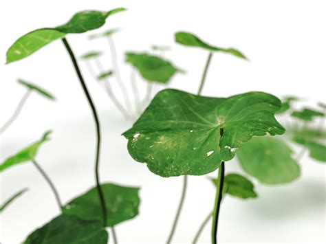 Image result for Clover Modelling