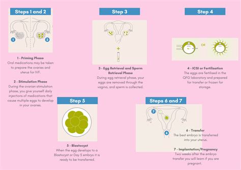 Stages Of Ivf
