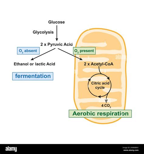 Anaerobic Glycolysis Diagram