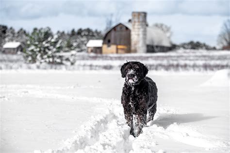 Patient Photo Gallery | Meyer Veterinary Clinic