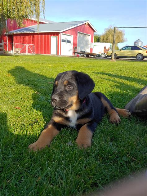 Bernese Mountain Dog Lab Mix Puppies