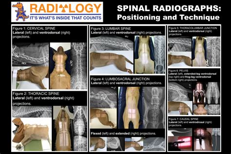 Radiograph Positioning » Veterinary Diagnostic Imaging » College of Veterinary Medicine ...